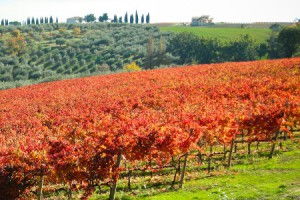 winnica tabarrini