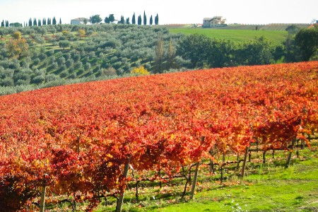 winnica tabarrini